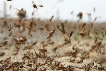 موج جدید آفت ملخ صحرایی آخر سال می‌آید