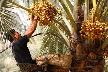 “خرما” هم به بورس آمد